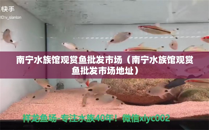 南宁水族馆观赏鱼批发市场（南宁水族馆观赏鱼批发市场地址）