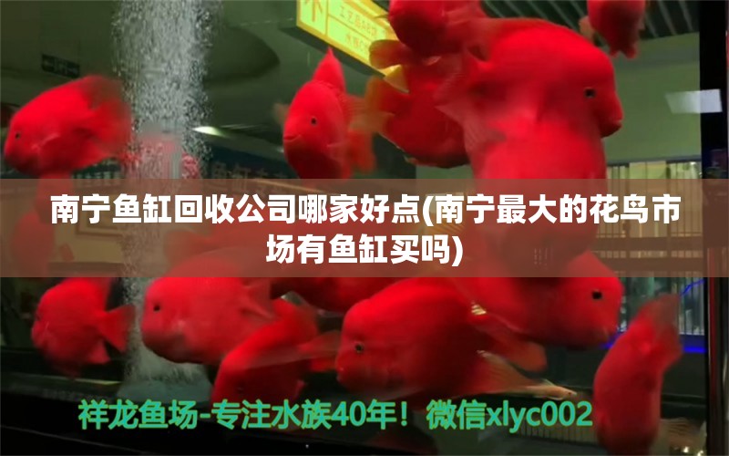 南宁鱼缸回收公司哪家好点(南宁最大的花鸟市场有鱼缸买吗) 黄金猫鱼