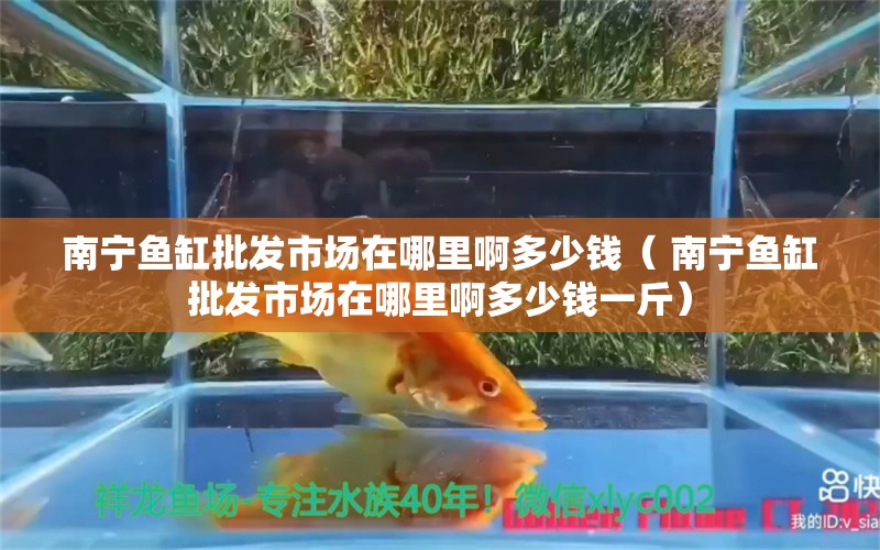 南宁鱼缸批发市场在哪里啊多少钱（ 南宁鱼缸批发市场在哪里啊多少钱一斤） 海水鱼 第1张