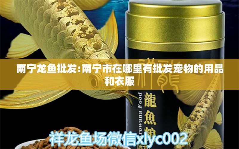 南宁龙鱼批发:南宁市在哪里有批发宠物的用品和衣服 龙鱼批发 第2张