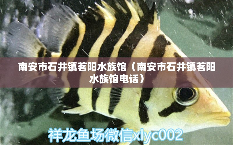 南安市石井镇茗阳水族馆（南安市石井镇茗阳水族馆电话）