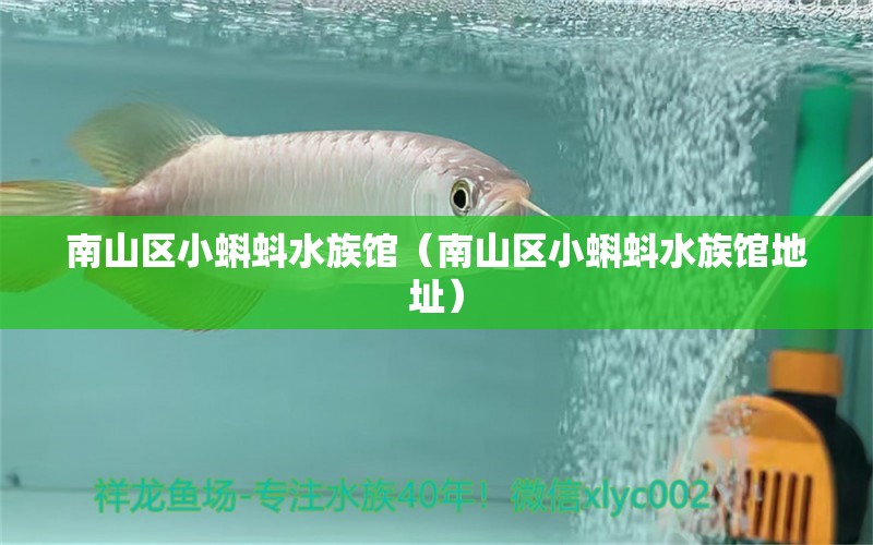 南山区小蝌蚪水族馆（南山区小蝌蚪水族馆地址） 全国水族馆企业名录