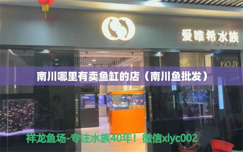 南川哪里有卖鱼缸的店（南川鱼批发） 双线侧鱼