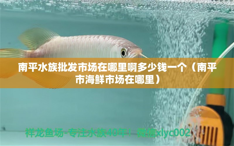 南平水族批发市场在哪里啊多少钱一个（南平市海鲜市场在哪里）