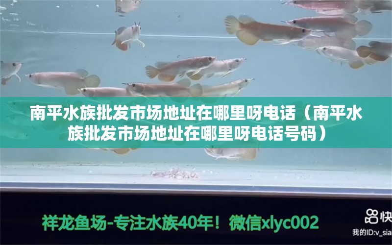 南平水族批发市场地址在哪里呀电话（南平水族批发市场地址在哪里呀电话号码）