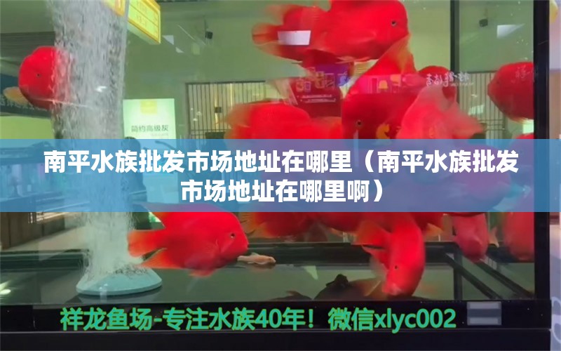 南平水族批发市场地址在哪里（南平水族批发市场地址在哪里啊） 观赏鱼水族批发市场