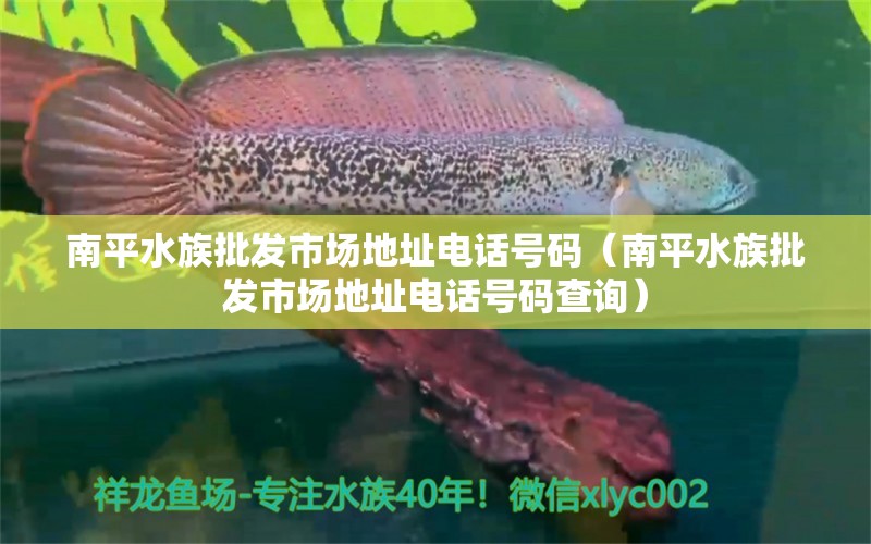 南平水族批发市场地址电话号码（南平水族批发市场地址电话号码查询） 观赏鱼水族批发市场