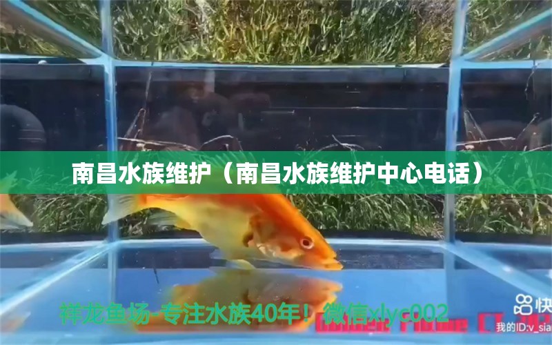 南昌水族维护（南昌水族维护中心电话）