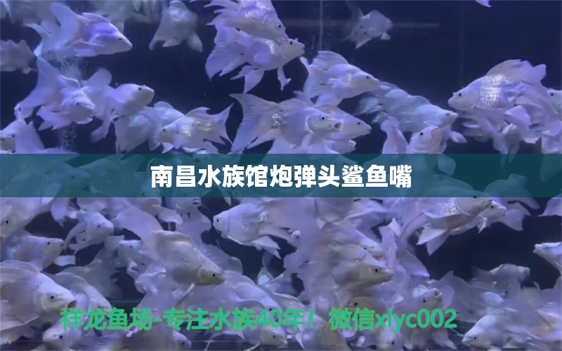 南昌水族馆炮弹头鲨鱼嘴