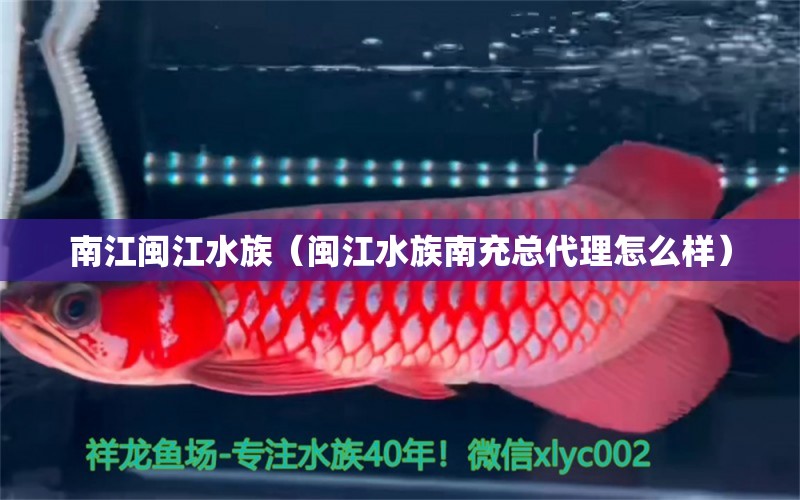 南江闽江水族（闽江水族南充总代理怎么样） 全国水族馆企业名录