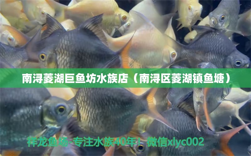 南浔菱湖巨鱼坊水族店（南浔区菱湖镇鱼塘） 全国水族馆企业名录