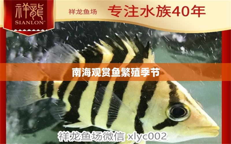 南海观赏鱼繁殖季节 水族问答 第2张