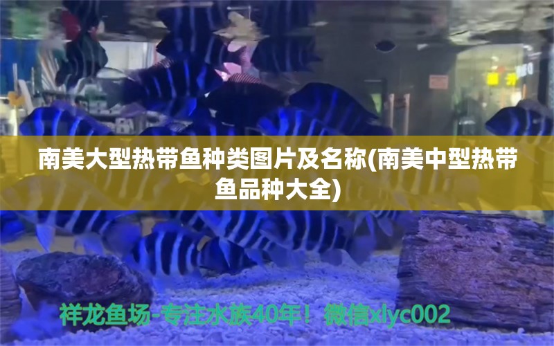 南美大型热带鱼种类图片及名称(南美中型热带鱼品种大全) 羽毛刀鱼苗