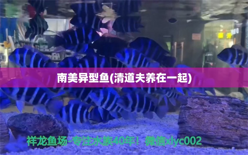 南美异型鱼(清道夫养在一起)