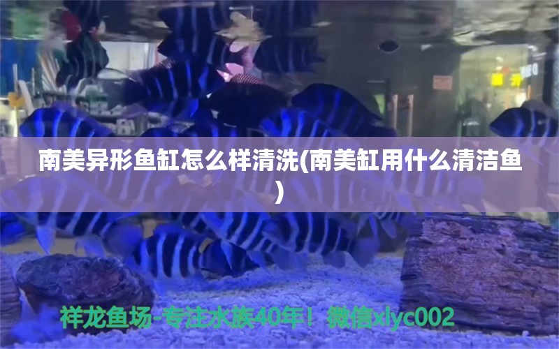 南美异形鱼缸怎么样清洗(南美缸用什么清洁鱼) 龙鱼批发