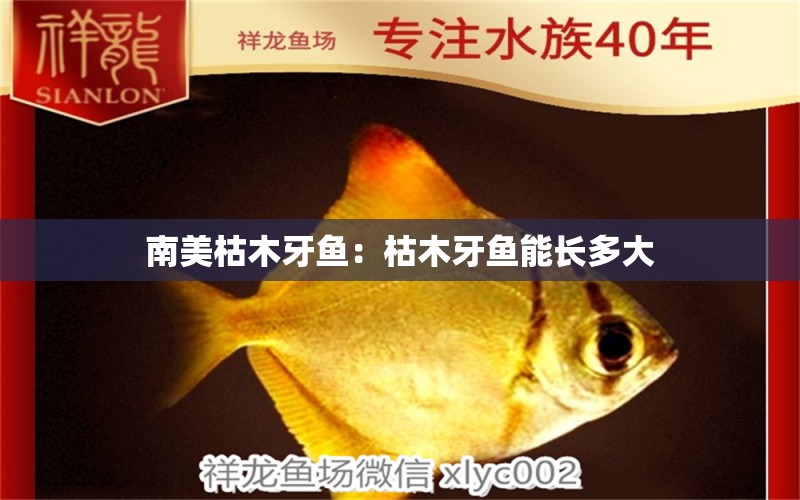 南美枯木牙鱼：枯木牙鱼能长多大 广州水族批发市场 第1张