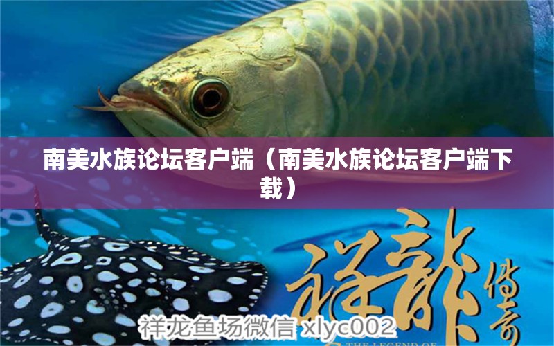 南美水族论坛客户端（南美水族论坛客户端下载） 广州龙鱼批发市场