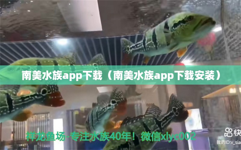 南美水族app下载（南美水族app下载安装） 祥龙进口元宝凤凰鱼