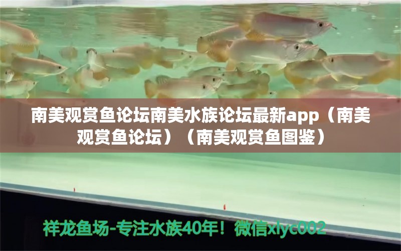 南美观赏鱼论坛南美水族论坛最新app（南美观赏鱼论坛）（南美观赏鱼图鉴） 祥龙水族医院