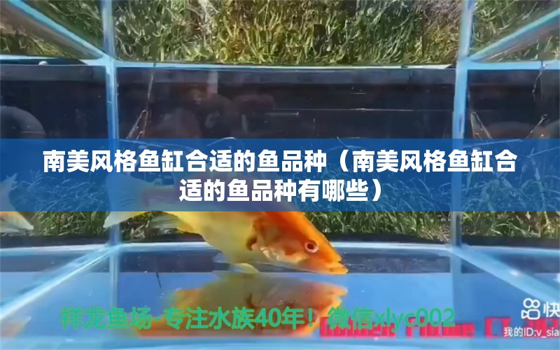 南美风格鱼缸合适的鱼品种（南美风格鱼缸合适的鱼品种有哪些）