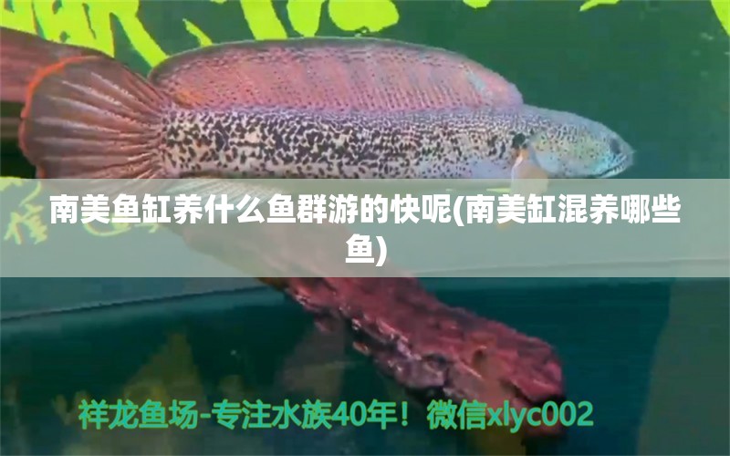 南美鱼缸养什么鱼群游的快呢(南美缸混养哪些鱼) 巴西亚鱼