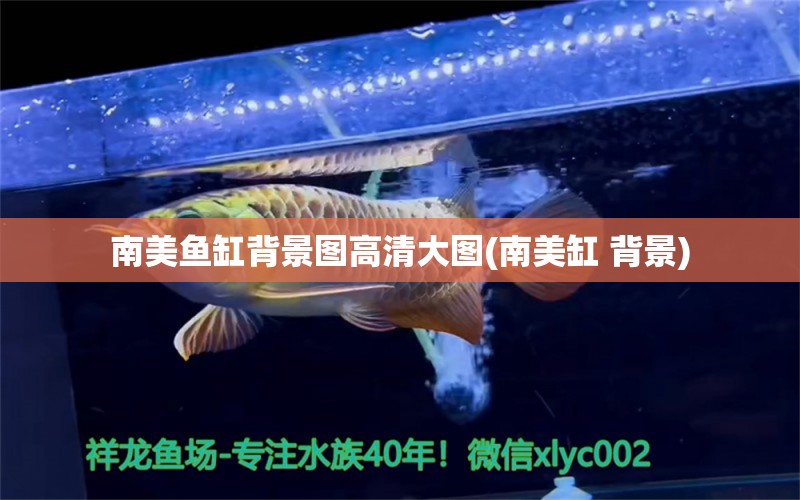 南美鱼缸背景图高清大图(南美缸 背景) 水族灯（鱼缸灯）