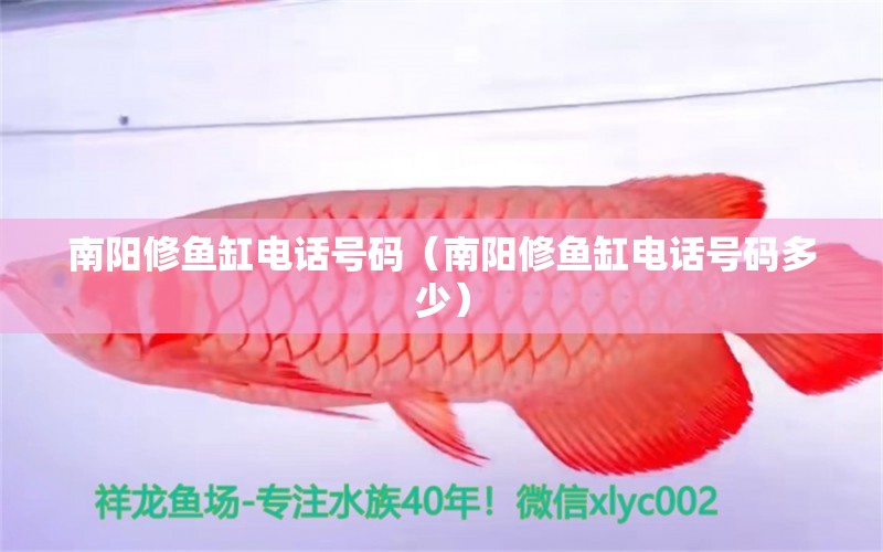 南阳修鱼缸电话号码（南阳修鱼缸电话号码多少） 其他品牌鱼缸