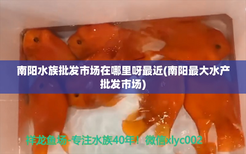 南阳水族批发市场在哪里呀最近(南阳最大水产批发市场) 观赏鱼水族批发市场