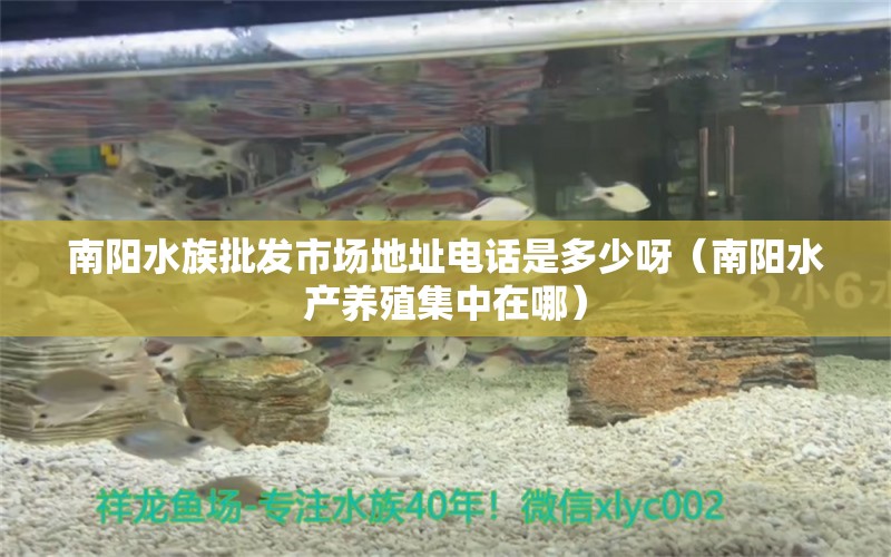 南阳水族批发市场地址电话是多少呀（南阳水产养殖集中在哪） 养鱼知识 第1张