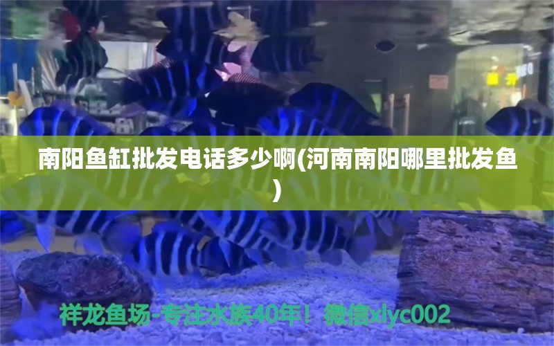 南阳鱼缸批发电话多少啊(河南南阳哪里批发鱼) 金龙鱼粮