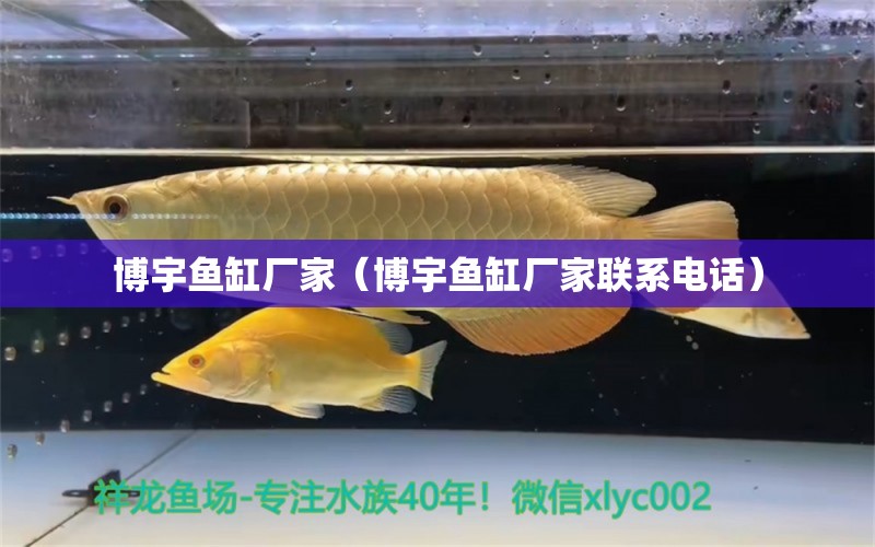 博宇鱼缸厂家（博宇鱼缸厂家联系电话） 量子养鱼技术