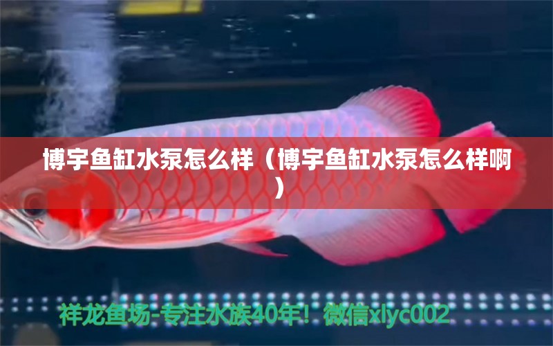 博宇鱼缸水泵怎么样（博宇鱼缸水泵怎么样啊）