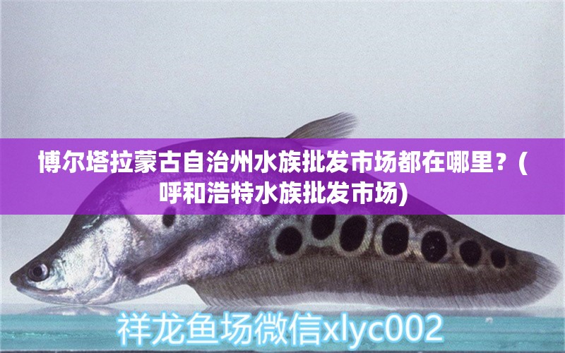 博尔塔拉蒙古自治州水族批发市场都在哪里？(呼和浩特水族批发市场)