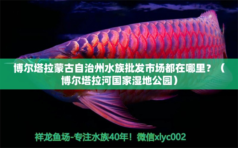 博尔塔拉蒙古自治州水族批发市场都在哪里？（博尔塔拉河国家湿地公园）