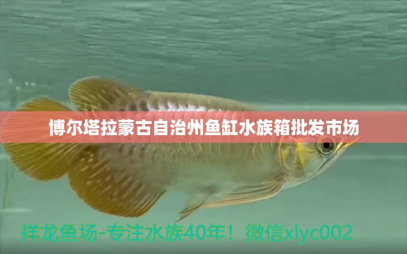 博尔塔拉蒙古自治州鱼缸水族箱批发市场