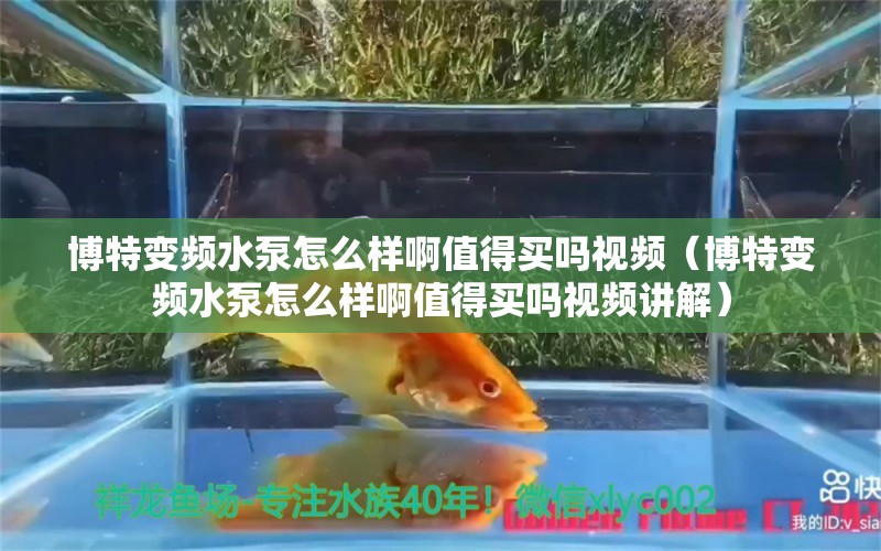 博特变频水泵怎么样啊值得买吗视频（博特变频水泵怎么样啊值得买吗视频讲解）