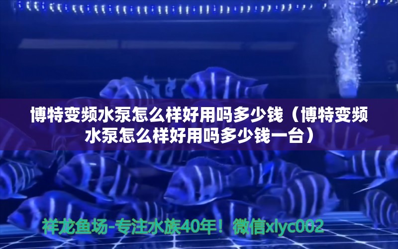 博特变频水泵怎么样好用吗多少钱（博特变频水泵怎么样好用吗多少钱一台） 博特水族