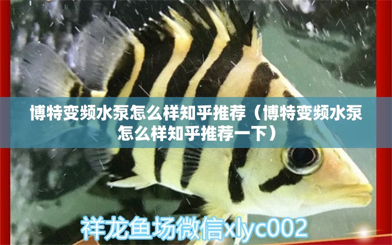 博特变频水泵怎么样知乎推荐（博特变频水泵怎么样知乎推荐一下） 博特水族