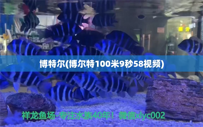 博特尔(博尔特100米9秒58视频) 博特水族 第1张