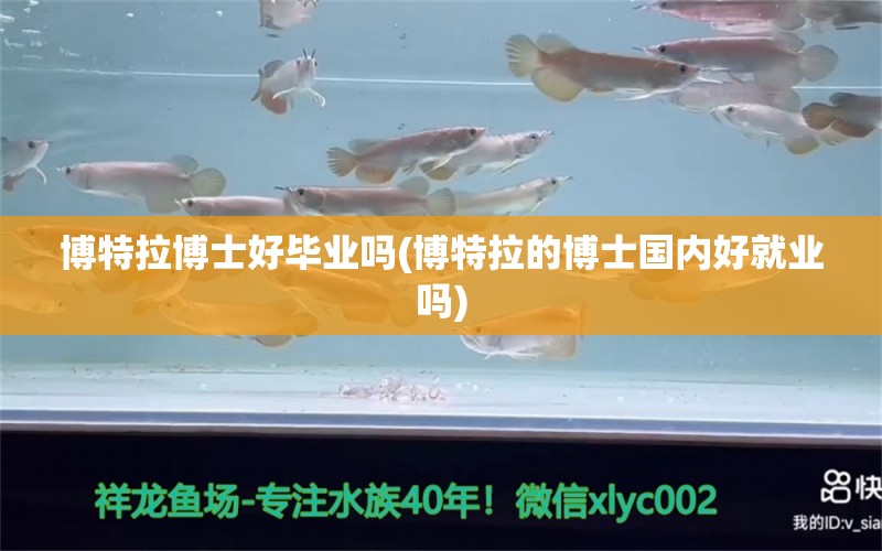 博特拉博士好毕业吗(博特拉的博士国内好就业吗)