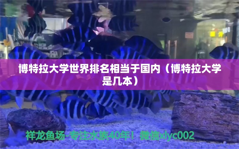 博特拉大学世界排名相当于国内（博特拉大学是几本）