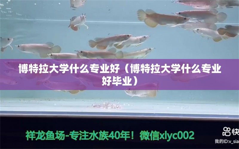 博特拉大学什么专业好（博特拉大学什么专业好毕业）