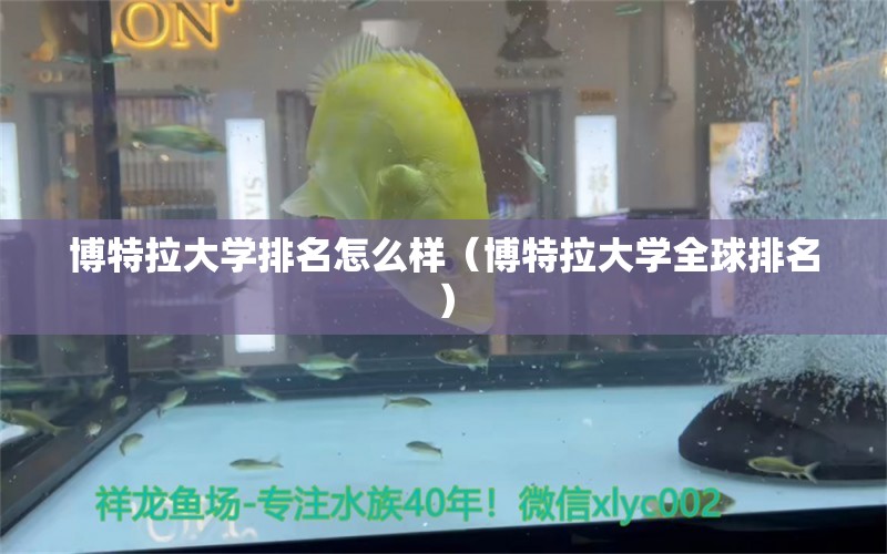 博特拉大学排名怎么样（博特拉大学全球排名）