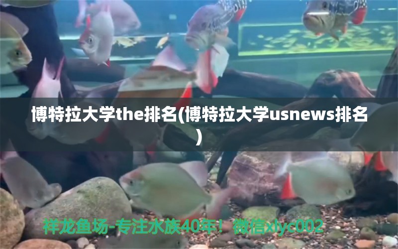 博特拉大学the排名(博特拉大学usnews排名)