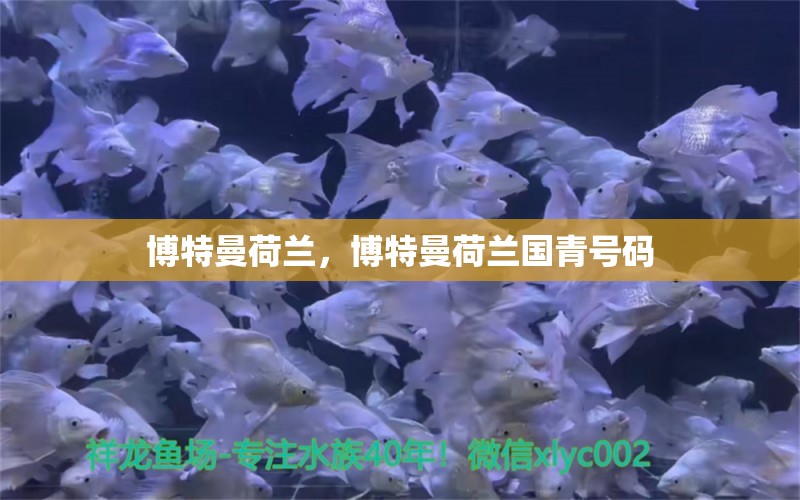 博特曼荷兰，博特曼荷兰国青号码 博特水族 第1张