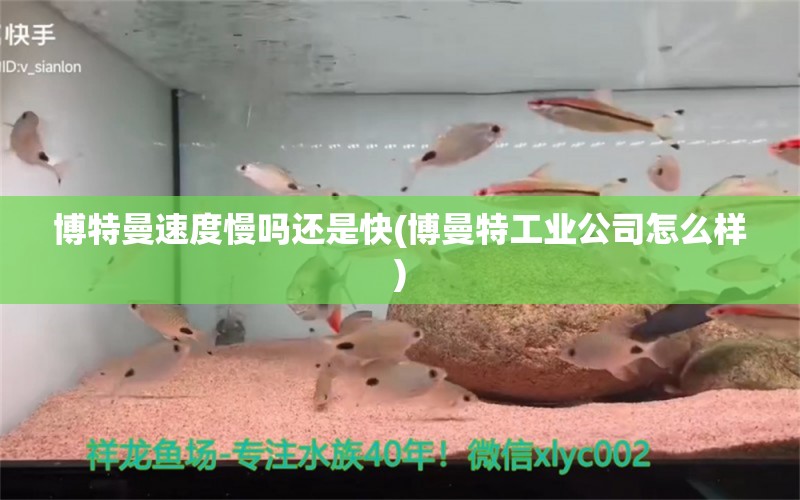 博特曼速度慢吗还是快(博曼特工业公司怎么样) 博特水族