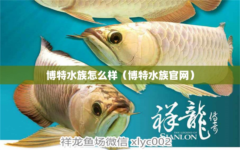 博特水族怎么样（博特水族官网） 博特水族