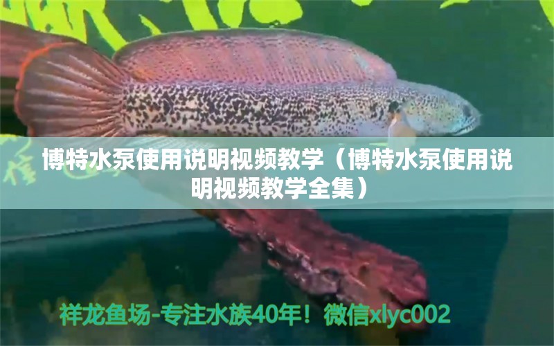 博特水泵使用说明视频教学（博特水泵使用说明视频教学全集）