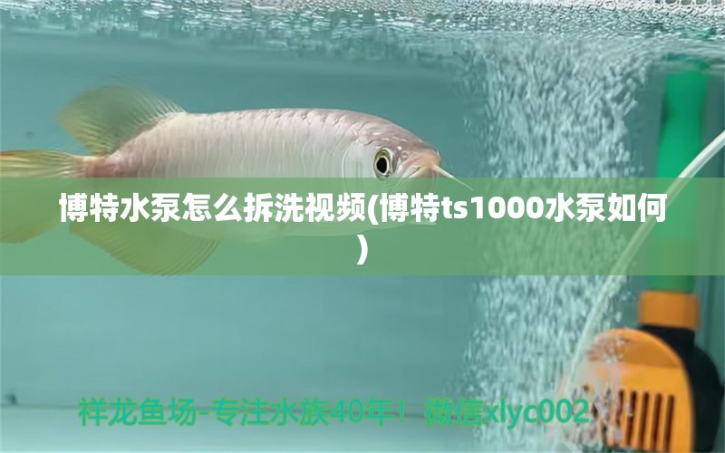 博特水泵怎么拆洗视频(博特ts1000水泵如何)