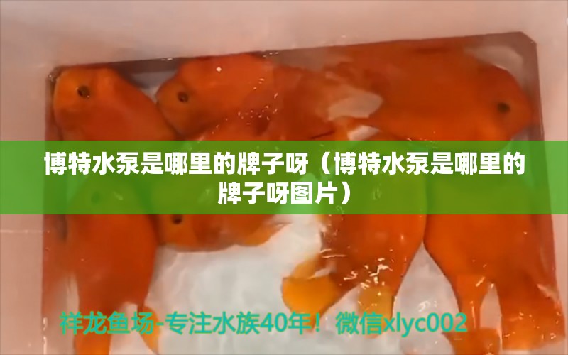 博特水泵是哪里的牌子呀（博特水泵是哪里的牌子呀图片）